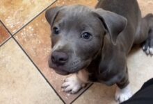 Atlanta veterinarian assistant is heartbroken when owner abandons puppy at clinic for 3 days