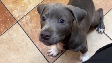 Atlanta veterinarian assistant is heartbroken when owner abandons puppy at clinic for 3 days
