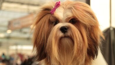 6 signs you are a Lhasa Apso favorite
