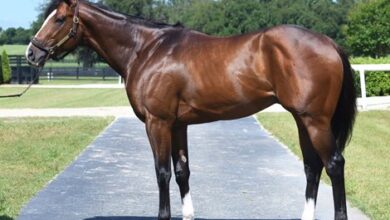 Aurelius Maximus Sires First winner in Louisiana