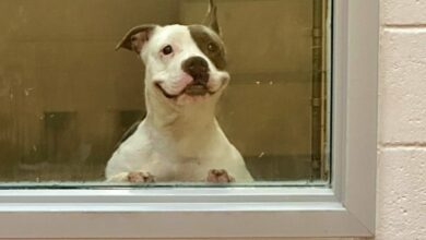 Disabled shelter dog in mall window smiling while in captivity