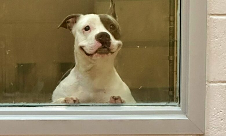 Disabled shelter dog in mall window smiling while in captivity