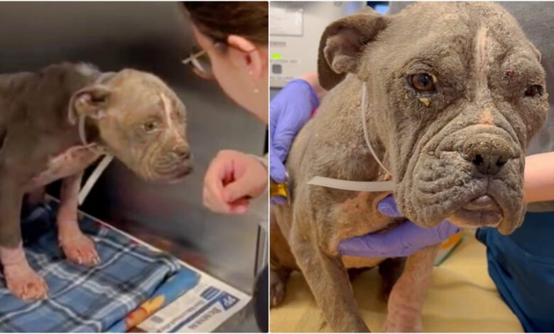 The dog looked like an 'old man' before the release of Love And Care