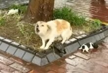 The mother dog fiercely protected her cubs before leaving