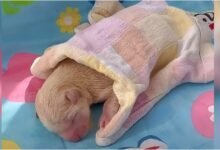 While riding her bike, the girl discovered a newborn puppy lying on the ground