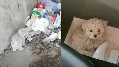The man found the dirty puppy chewing on the trash and took him to get a makeover