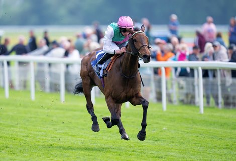 Bluestocking returns to the Curragh for the Pretty Polly test