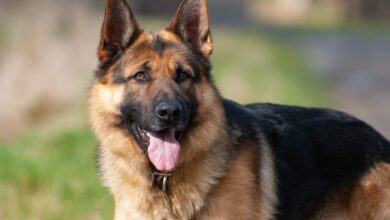 6 Signs You're a Well-Loved German Shepherd