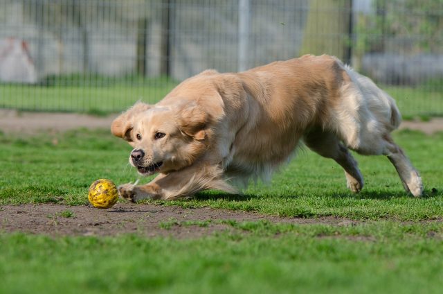 11 most playful and active dog breeds