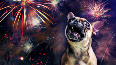How to Calm a Dog During Fireworks