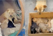 A woman meets a petrified dog living in a crate with her children, but they are 'not puppies'