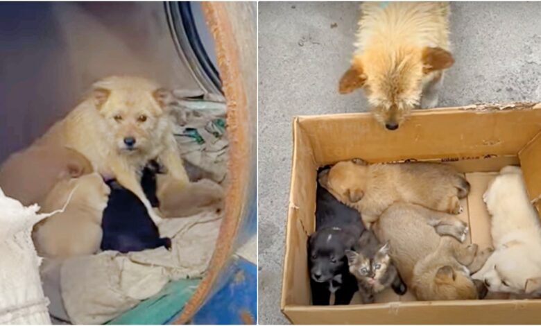 A woman meets a petrified dog living in a crate with her children, but they are 'not puppies'