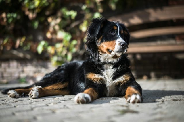 8 most quiet and calm dog breeds