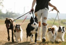How to train a dog to use a leash