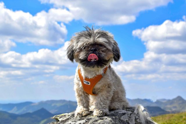 9 dog breeds with the most gentle personalities