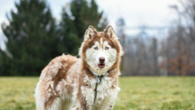 Top 10 dog breeds that shed the most hair