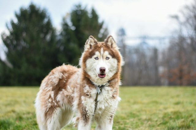 Top 10 dog breeds that shed the most hair