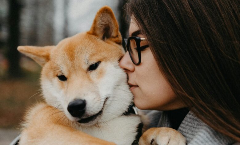 6 Signs You're a Shiba Inu's Favorite Human