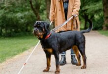 The 7 most alert and cautious dog breeds