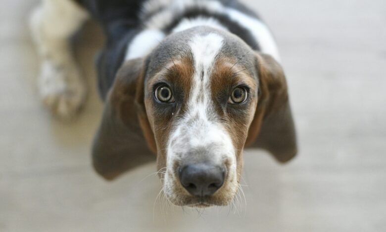 6 Signs You're a Basset Hound's Favorite Human