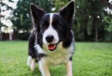 The 7 most active and spirited dog breeds