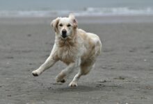 What are zoomies for dogs and why do they happen?