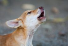 Why do dogs howl at certain sounds?