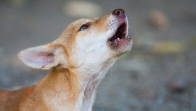 Why do dogs howl at certain sounds?