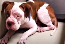 'Shaking' Pit Bull refused to leave the corner but then "heard a voice" and inched forward