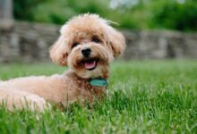 5 dog breeds that don't shed hair