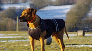 7 crazy things that are completely normal for Rhodesian Ridgebacks