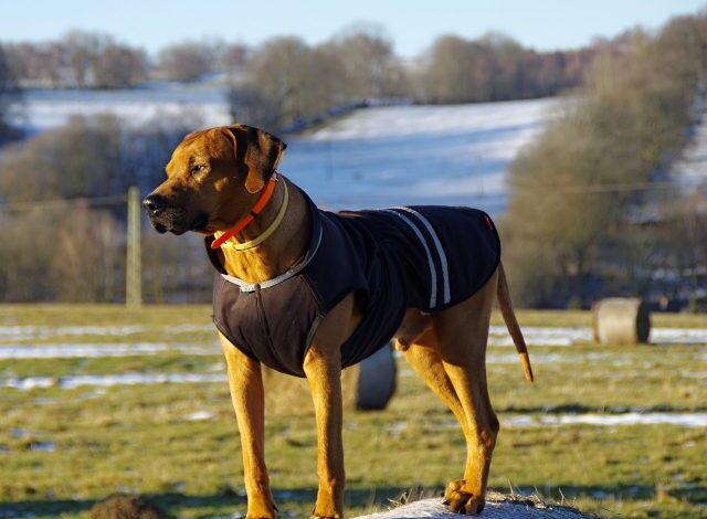 7 crazy things that are completely normal for Rhodesian Ridgebacks