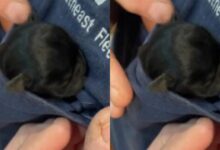 Cuteness Alert - The little dog fits in his owner's T-shirt pocket