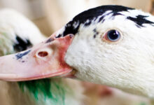 Changing the world thanks to ducks and geese used to make foie gras