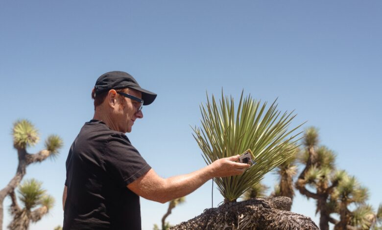You can make music from a Joshua tree - or is it wild science?  Correct.  : NPR