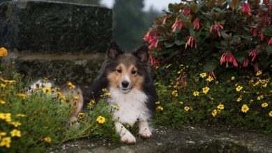 6 signs that you are a Sheltie's favorite