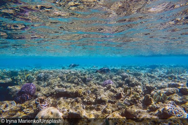 Global Coral Reef Fund announces additional $25 million in funding to protect coral reefs