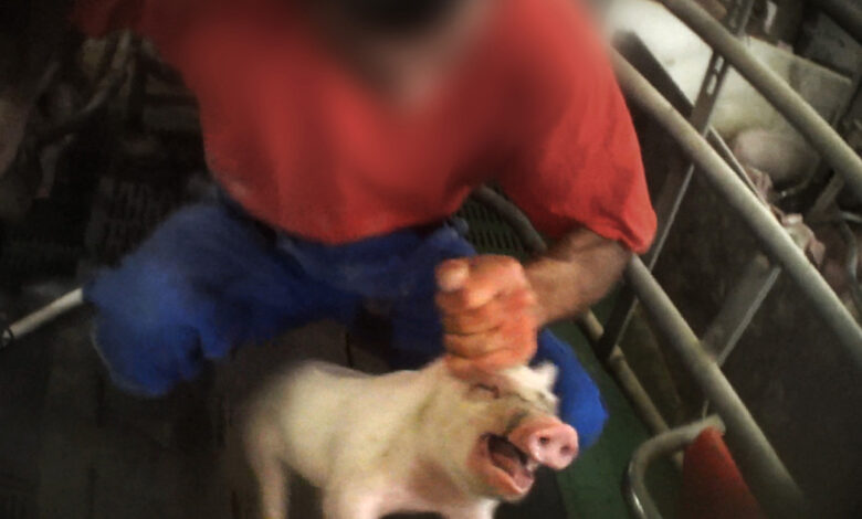 Investigation exposes deliberate animal cruelty at German pig farm