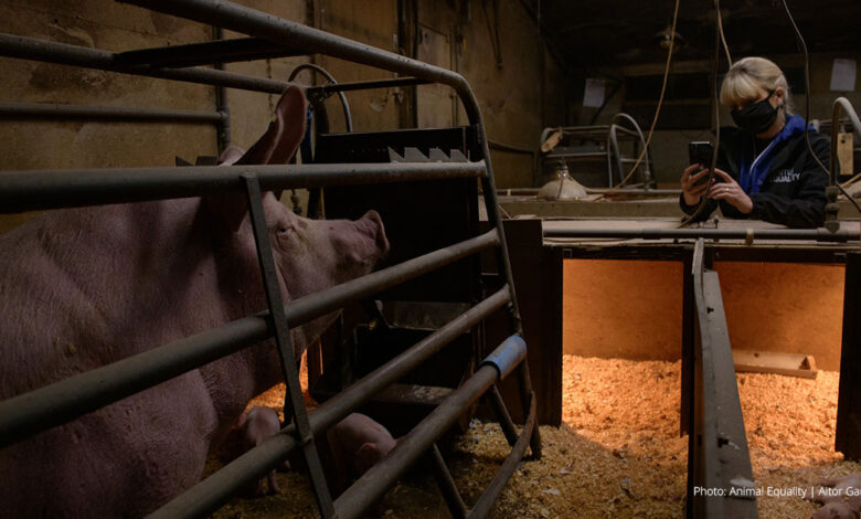 UK investigation finds dead piglets and mother pigs locked in cages at certified farm