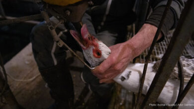 Medallists, experts and academics call on Olympic Committee to remove foie gras from menu