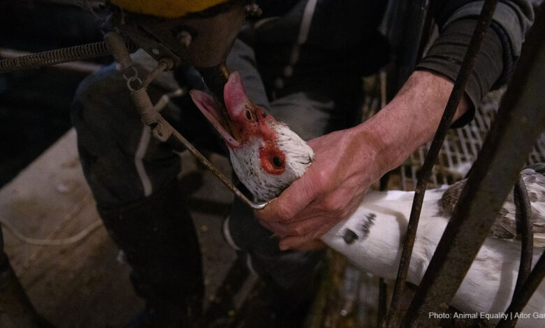 Medallists, experts and academics call on Olympic Committee to remove foie gras from menu