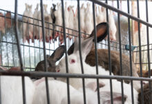 Animal Equality exposes rabbit killing in Mexico's meat industry