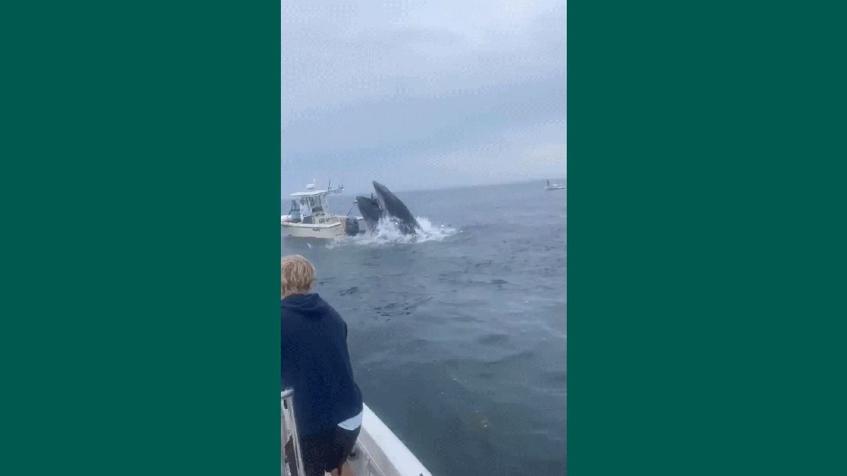 Giant whale capsizes fishing boat off US east coast