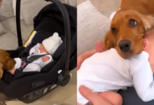 Family dog ​​meets newborn baby and forms instant, 'unbreakable' bond