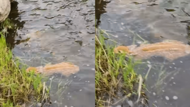 'Compassionate' trapper saves baby deer from drowning in dramatic rescue
