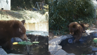 Smart black bear 'outsmarts' backyard fountain in hilarious showdown caught on camera