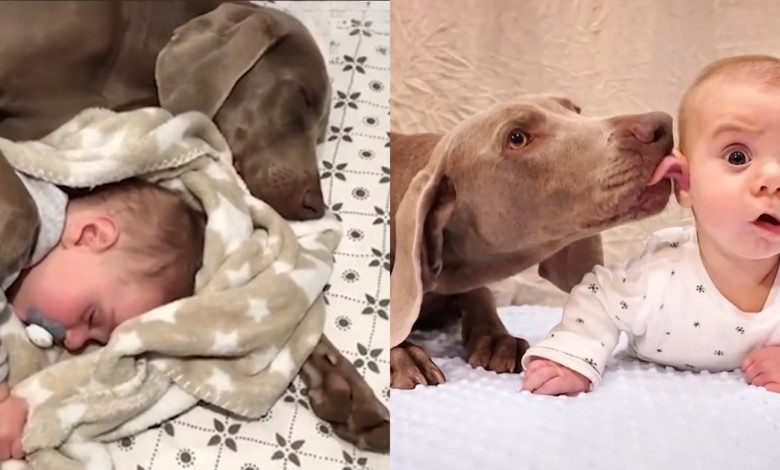 Dog's 9-Month Wait for a Baby Brother Ends in 'Complete Joy'