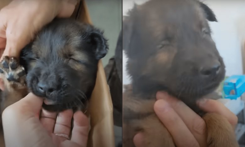 Foster Mom Transforms into "Seeing Eye" to Guide and Care for Her Blind Puppy