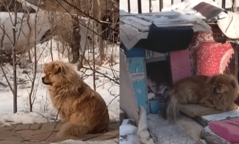 Loyal dog waits for old owner for five years