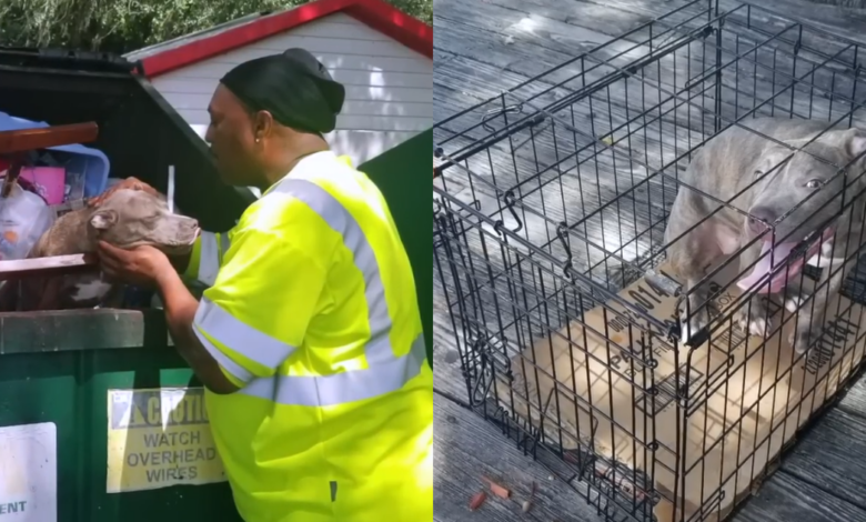 'Heroic' waste management team rescues abandoned pit bull stuck in dumpster
